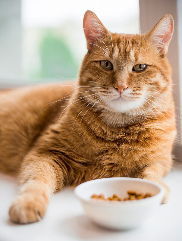 cat with food bowl